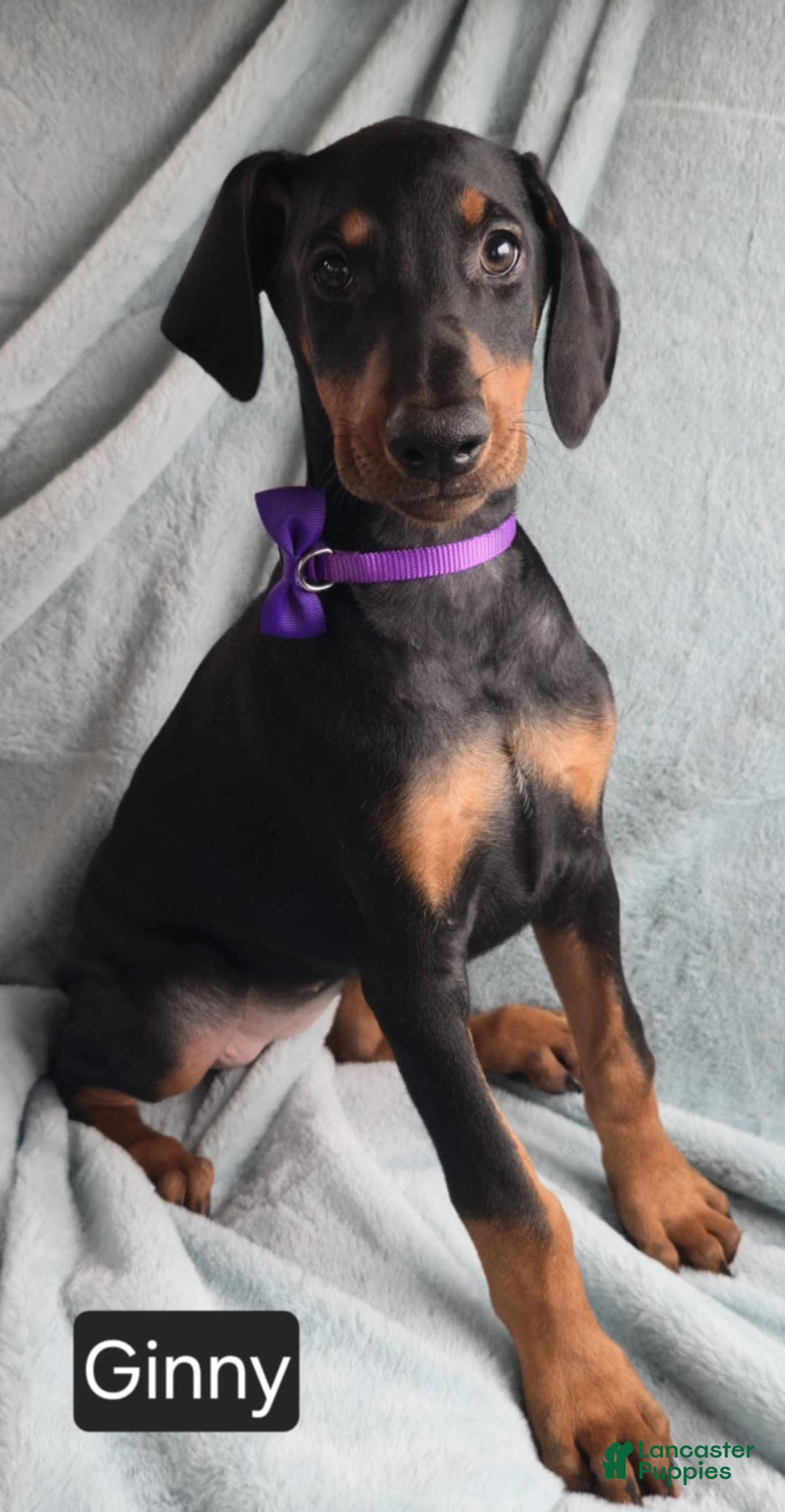 Doberman Pinscher dogs for sale: Ginny - Image 3