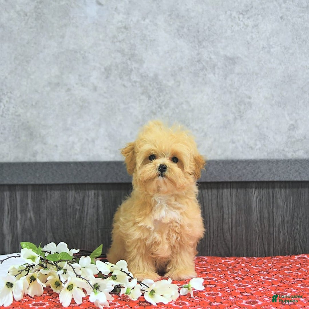 Maltipoo dogs for sale: Bella Extra Small - Image 12