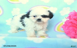 Teddy Bear dogs for sale: Lollipop - Image 1