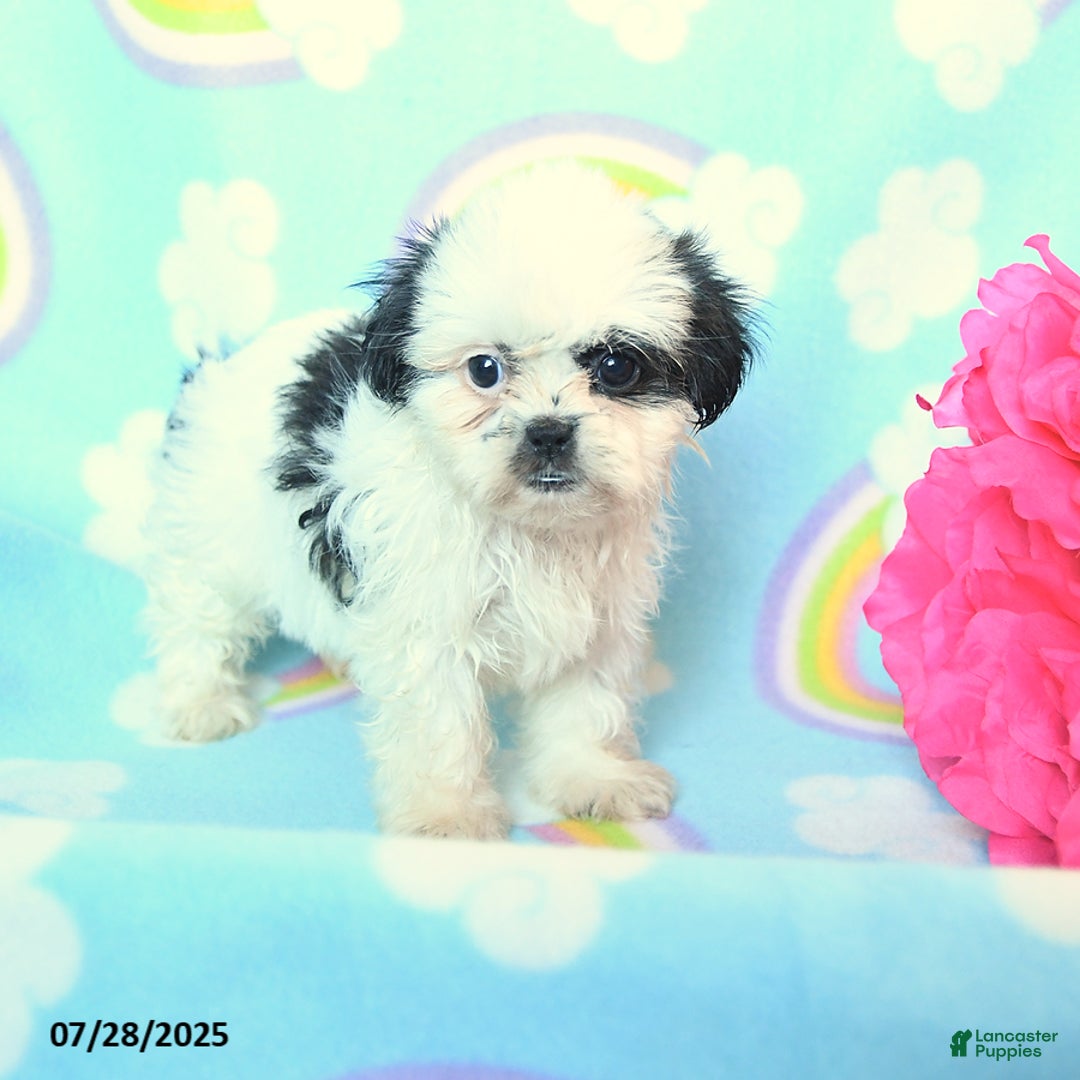 Teddy Bear dogs for sale: Lollipop - Image 1