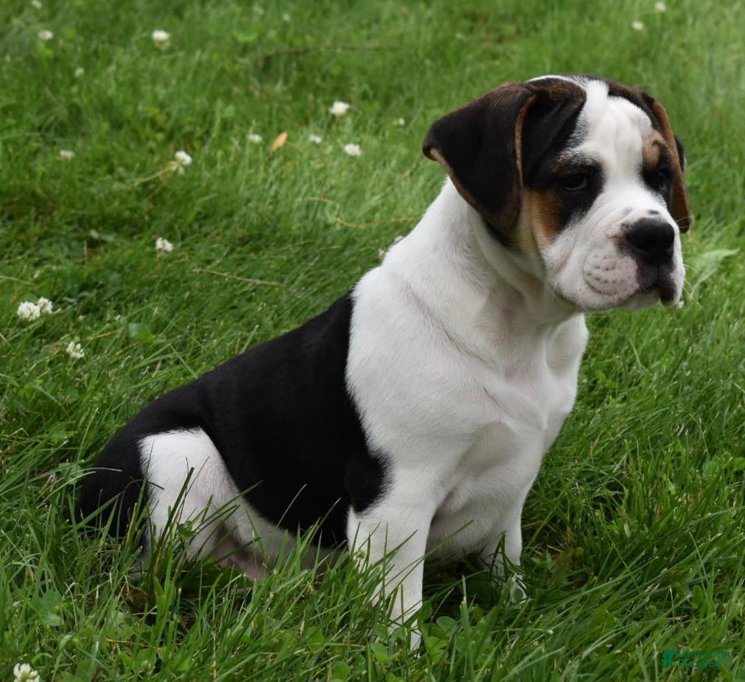 Beabull dogs for sale: Taffy - Image 2