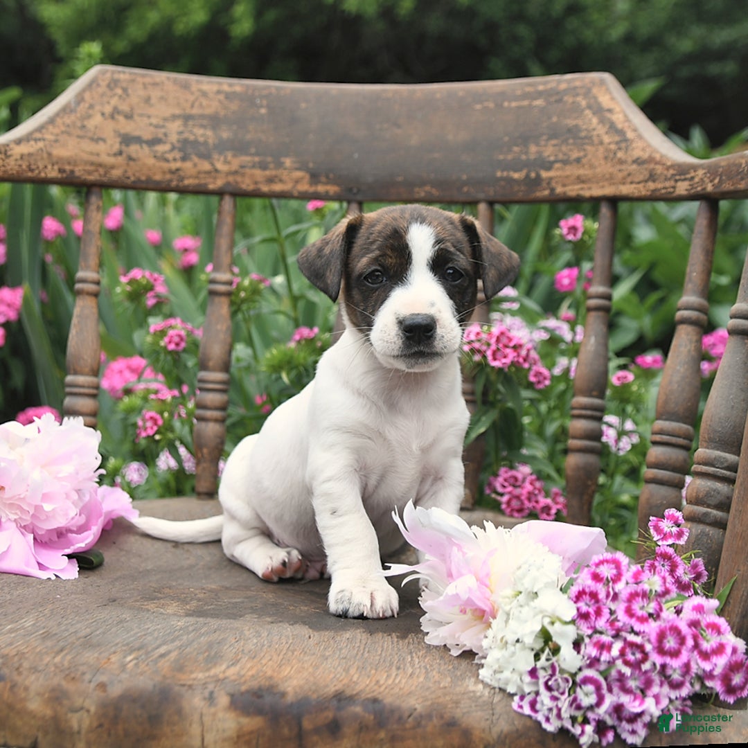 Jack Russell Terrier dogs for sale: Brian - Image 1