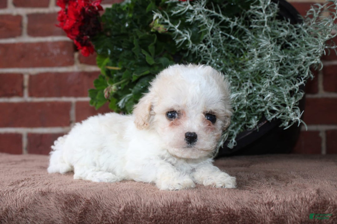 Cavapoo dogs for sale: Ashley - Image 9