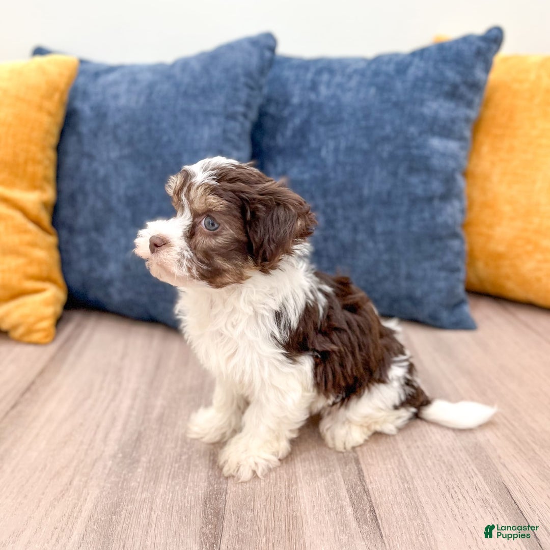 Havanese dogs for sale: Cody - Image 4