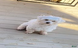 Coton De Tulear dogs for sale: Sophia - Image 3