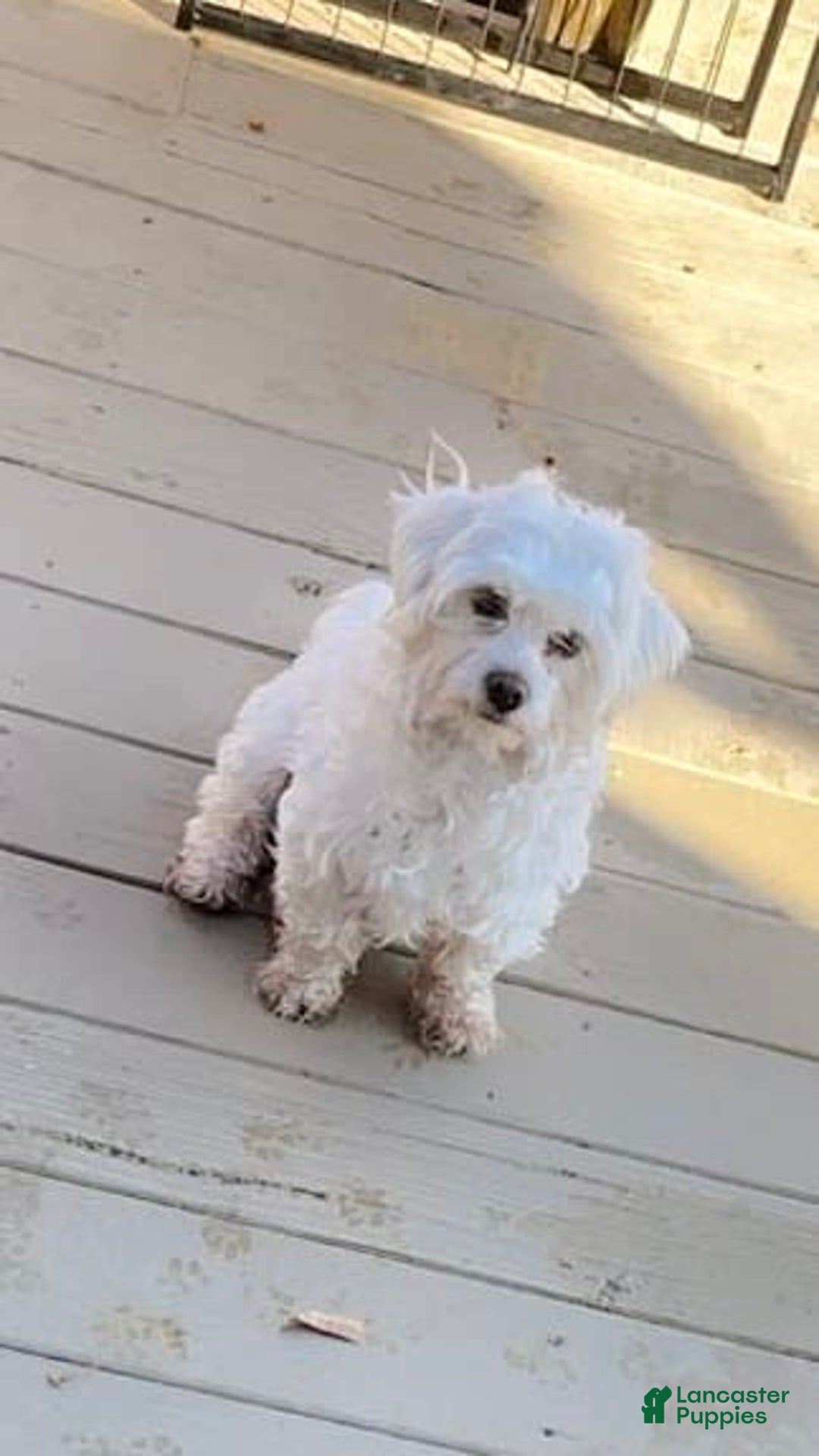 Coton De Tulear dogs for sale: Sophia - Image 3