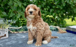 Miniature Poodle dogs for sale: Winnie - Image 1