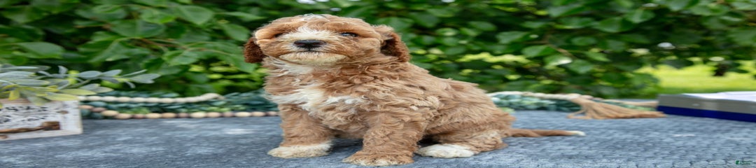 Winnie