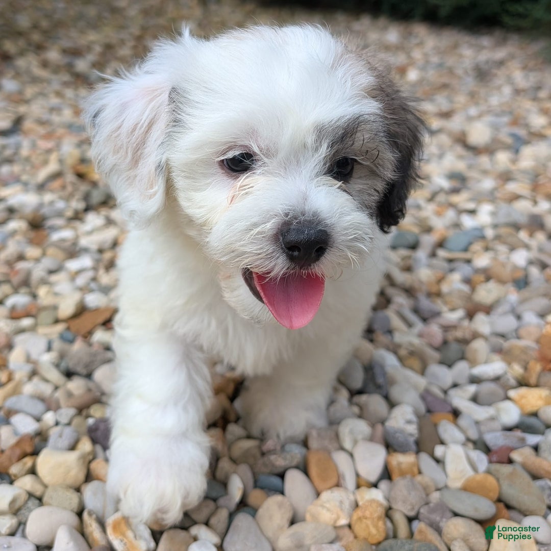 Teddy Bear dogs for sale: Cloud - Image 1