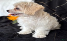Maltese dogs for sale: EMORY - Image 4