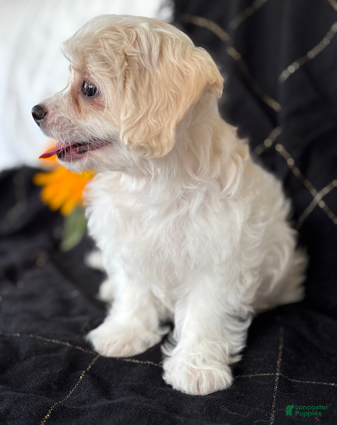 Maltese dogs for sale: EMORY - Image 4