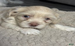 Shihpoo dogs for sale: Rover - Image 9