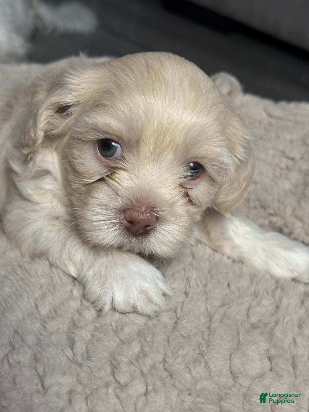 Shihpoo dogs for sale: Rover - Image 9
