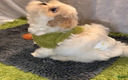 Shih Tzu dogs for sale: Maverick - Image 4