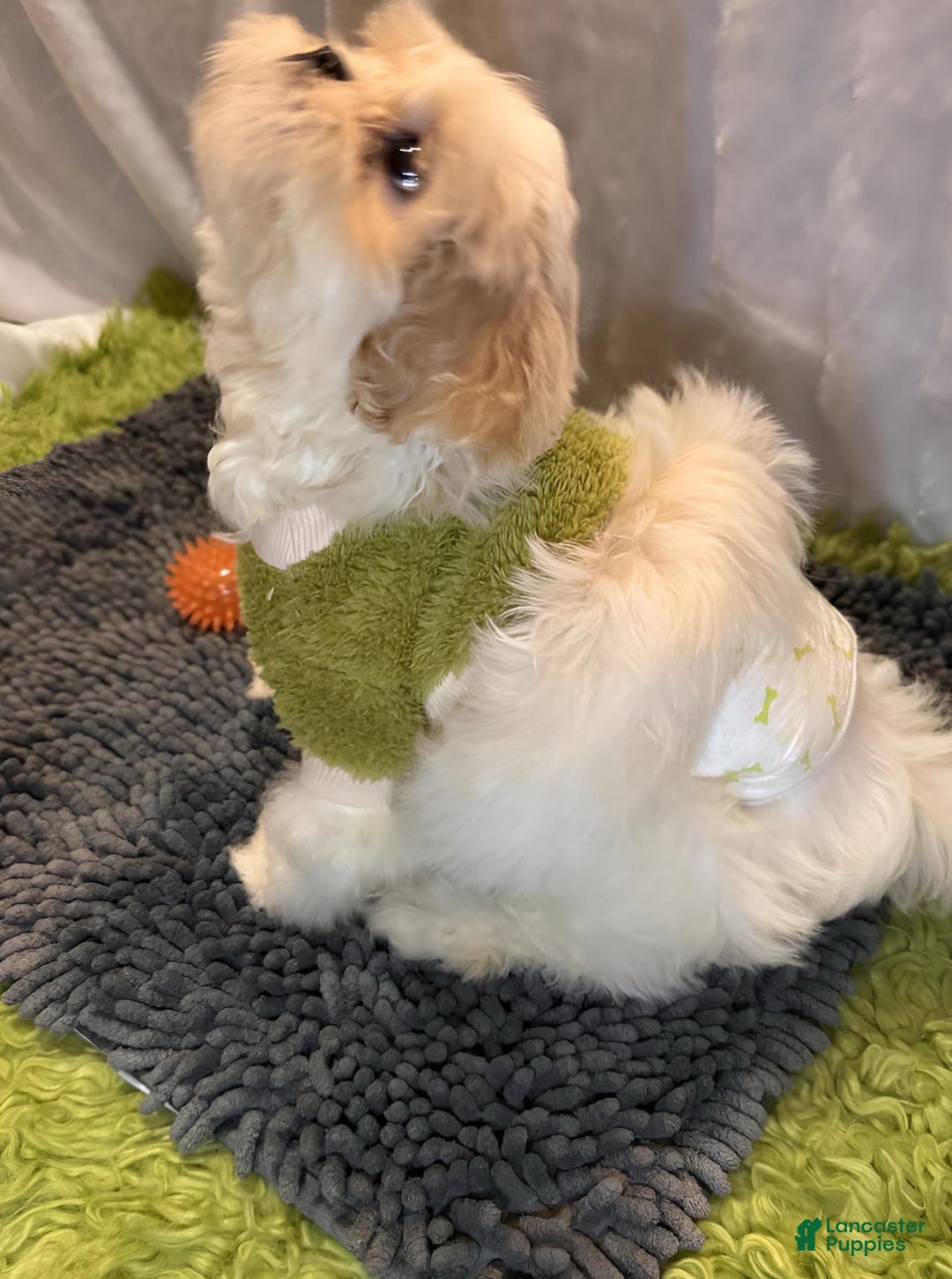 Shih Tzu dogs for sale: Maverick - Image 4