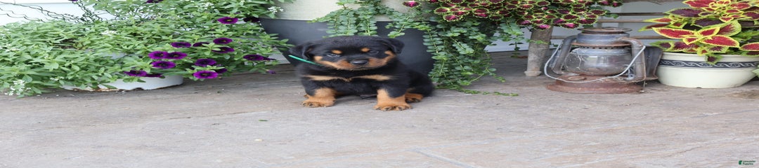 Durango