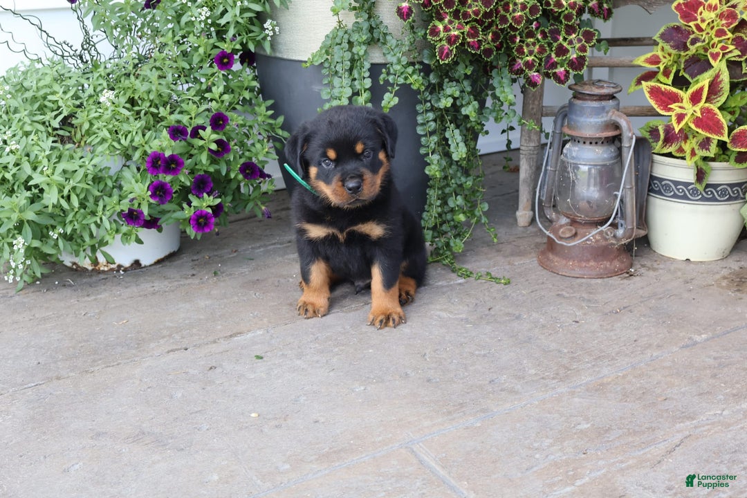 Rottweiler dogs for sale: Durango - Image 1