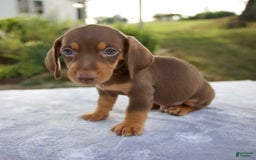 Miniature Dachshund dogs for sale: Frisco - Image 8