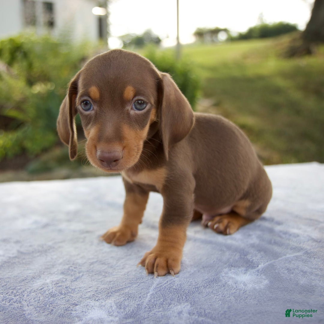 Miniature Dachshund dogs for sale: Frisco - Image 8
