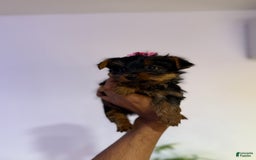 Yorkshire Terrier dogs for sale: Diamond - Image 7