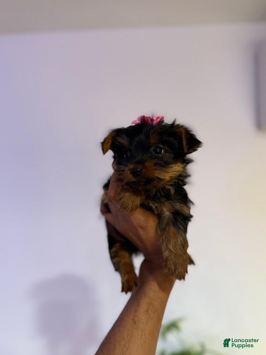 Yorkshire Terrier dogs for sale: Diamond - Image 7