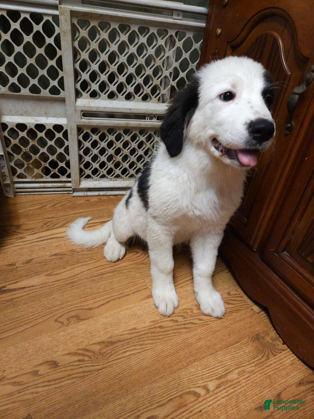 Great Pyrenees dogs for sale: Amie - Image 10
