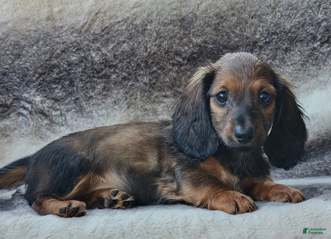 Miniature Dachshund dogs for sale: Tanner - Image 7