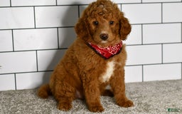 Mini Goldendoodle dogs for sale: Sandie - Image 2