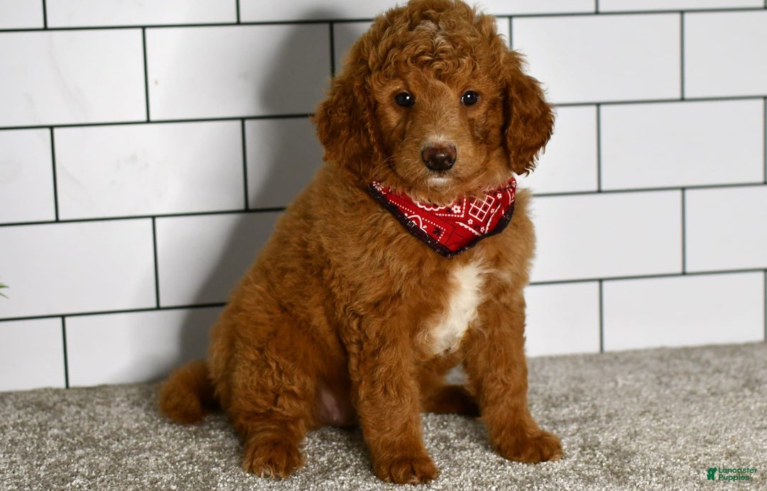 Mini Goldendoodle dogs for sale: Sandie - Image 2