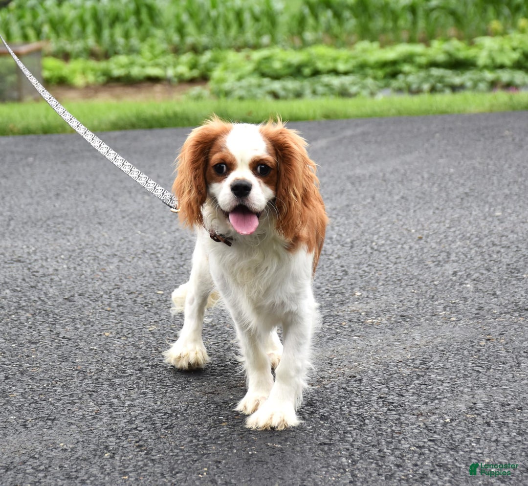 Cavalier King Charles Spaniel dogs for sale: Remi - Image 3