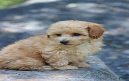 Miniature Poodle dogs for sale: Tucker - Image 5