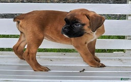 Boxer dogs for sale: Lilly European - Listing for pets: Beautiful European Health Tested Parents, Brady European Boxer health tested, Cream De Coco, Lilly European - Image 6