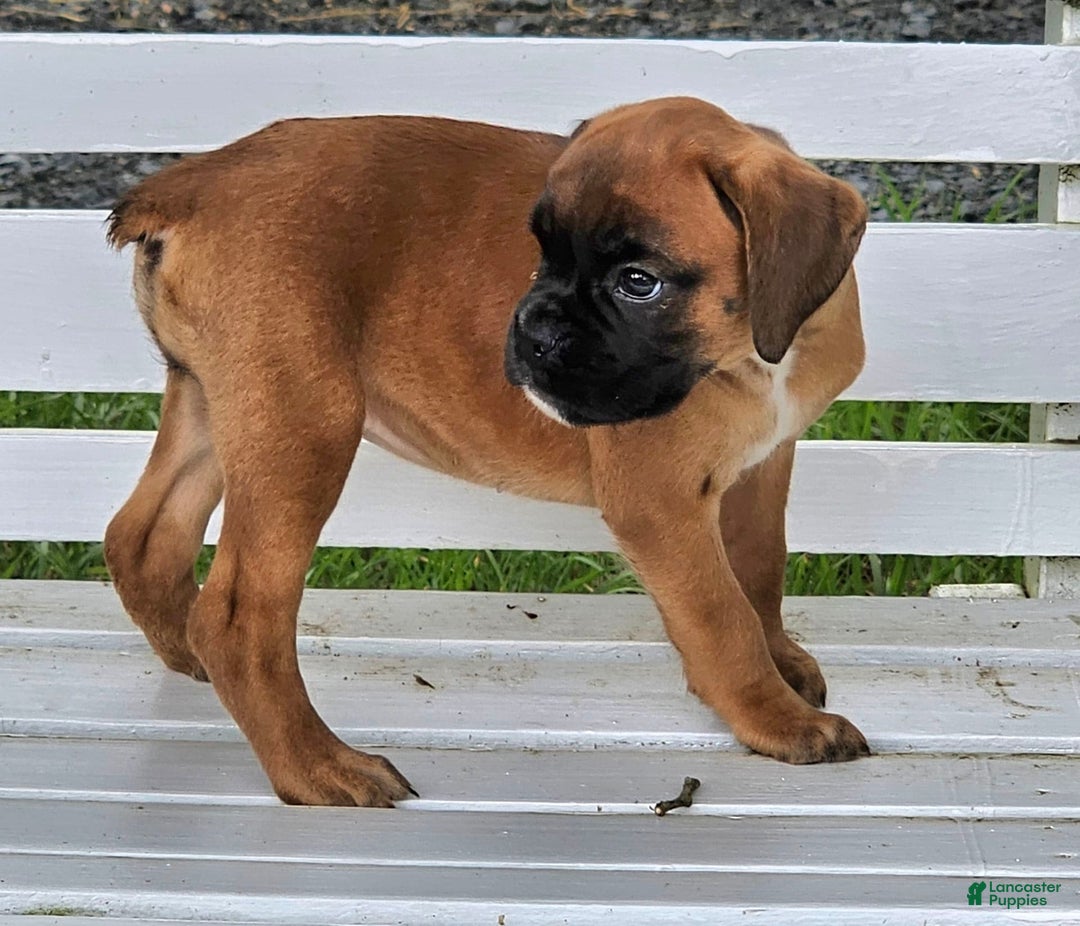 Boxer dogs for sale: Lilly European - Listing for pets: Beautiful European Health Tested Parents, Brady European Boxer health tested, Cream De Coco, Lilly European - Image 6