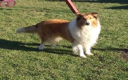 Collie dogs for sale: Bandit - Image 16