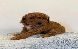 Toy Poodle dogs for sale: Pure Breed Toy Poodle Girl - Image 2