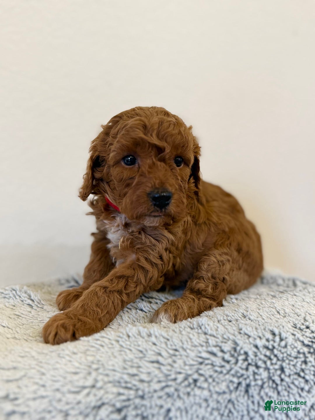 Toy Poodle dogs for sale: Pure Breed Toy Poodle Girl - Image 2