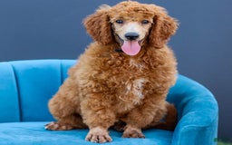 Standard Poodle dogs for sale: Ronnie - Image 5