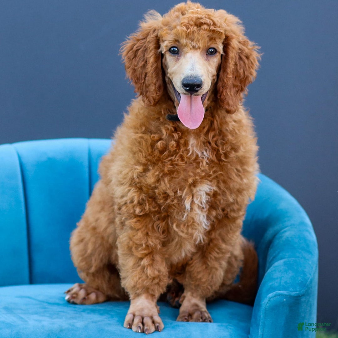 Standard Poodle dogs for sale: Ronnie - Image 5