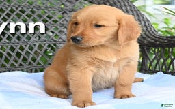 Golden Retriever dogs for sale: Lynn - Image 1