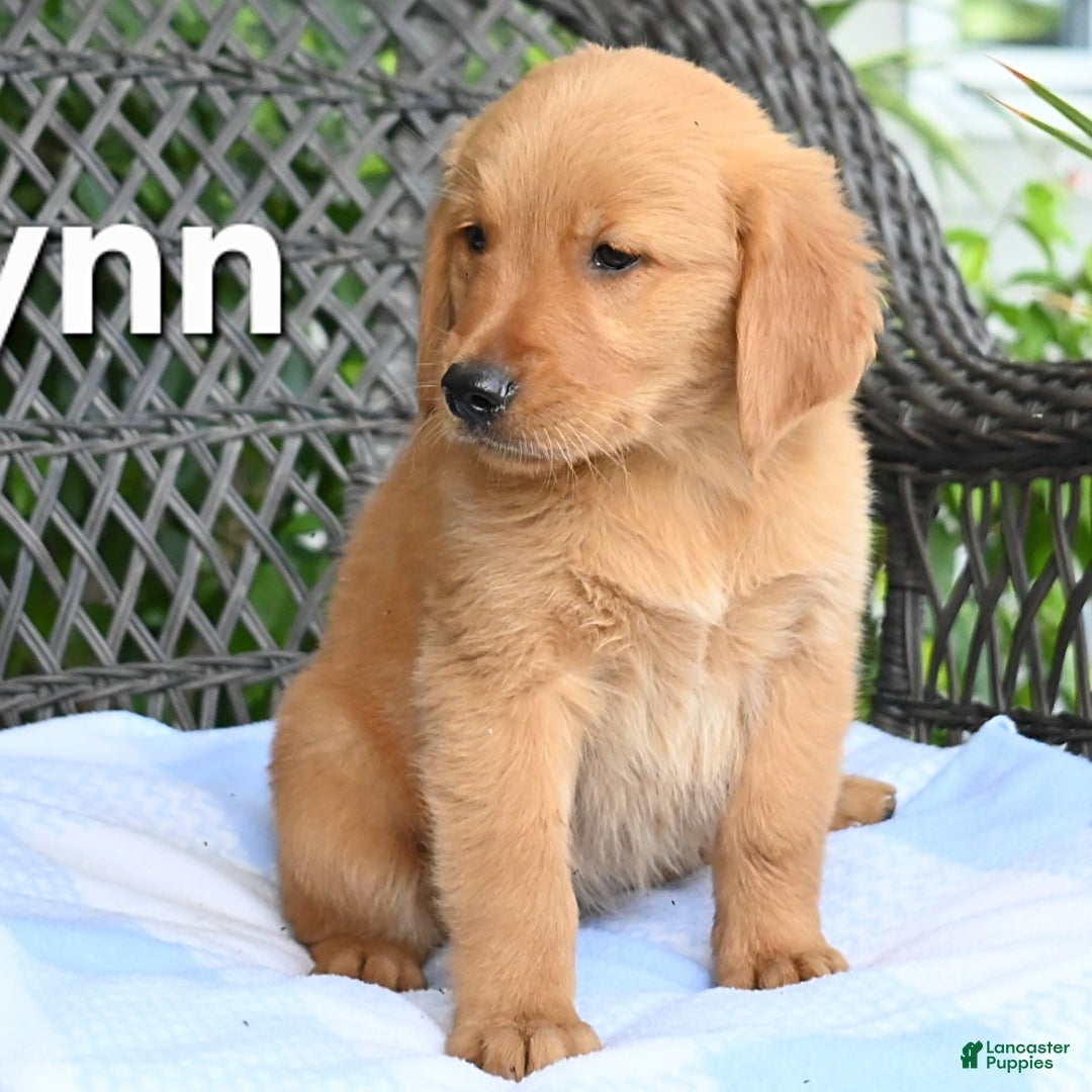 Golden Retriever dogs for sale: Lynn - Image 1