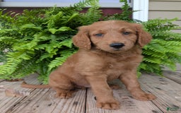 Goldendoodle dogs for sale: Flip - Image 8