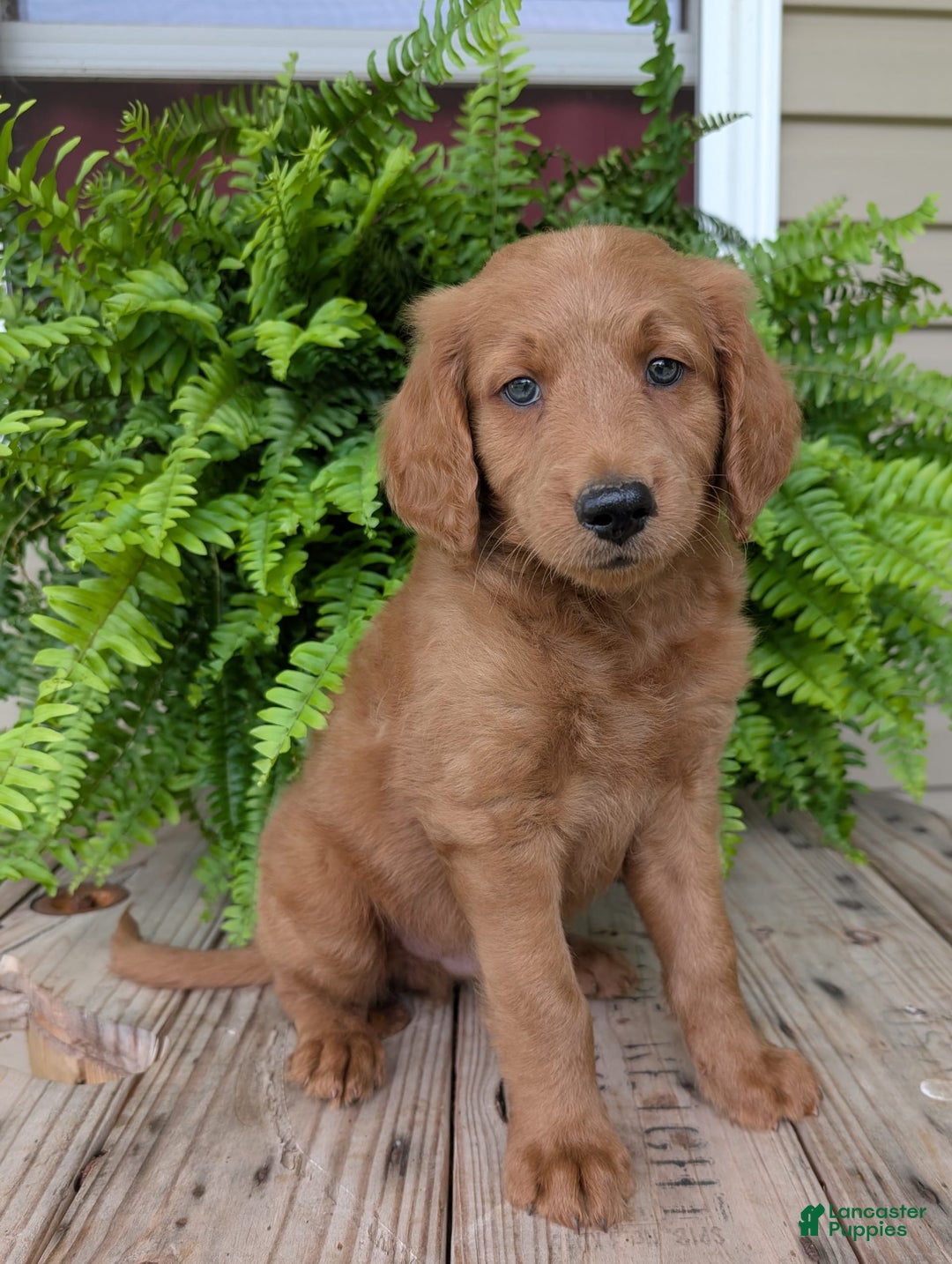 Goldendoodle dogs for sale: Flip - Image 8