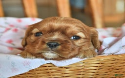 Cavalier King Charles Spaniel dogs for sale: Flossie - Image 2