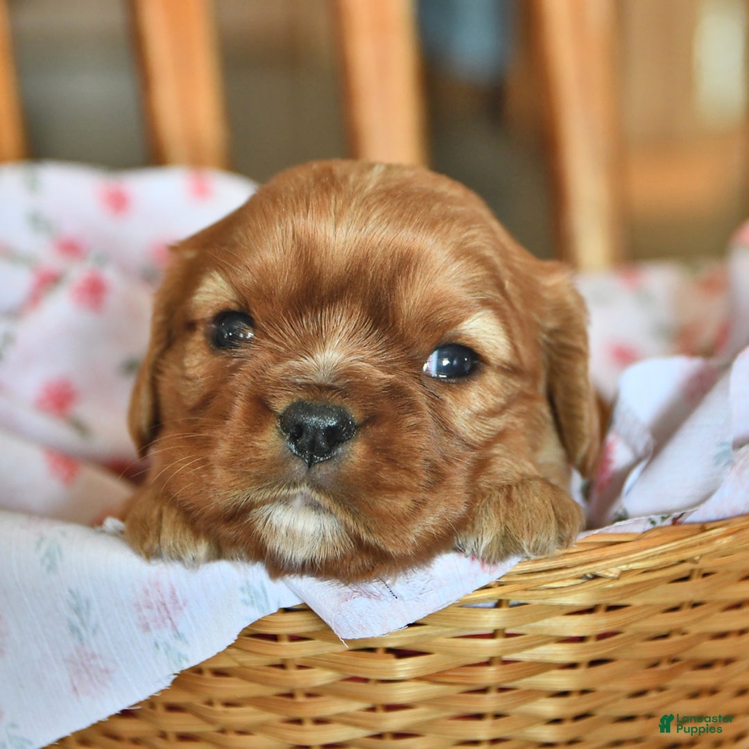 Cavalier King Charles Spaniel dogs for sale: Flossie - Image 2