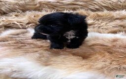 Miniature Schnauzer dogs for sale: Hawkeye - Image 6
