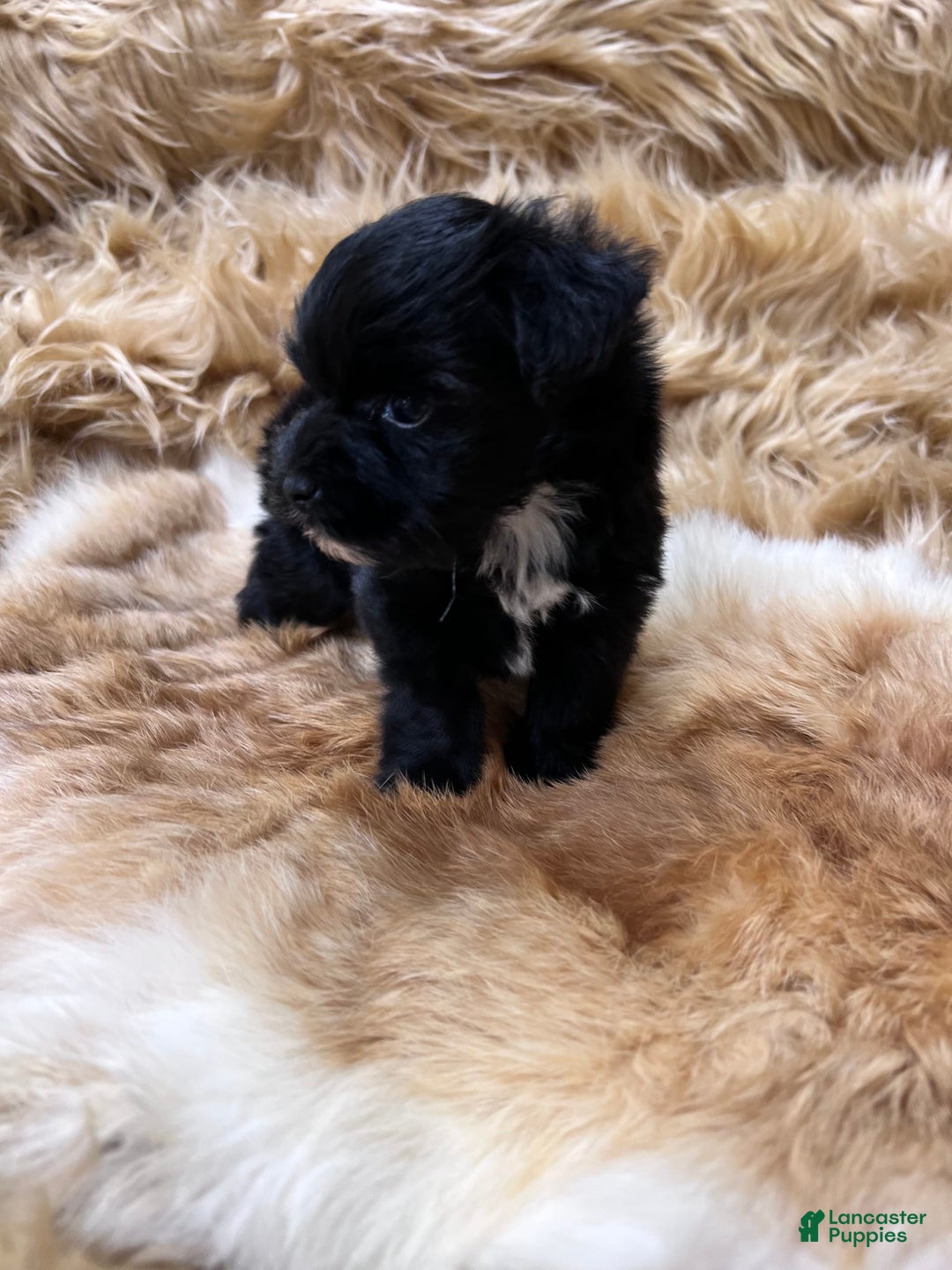Miniature Schnauzer dogs for sale: Hawkeye - Image 6