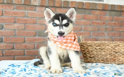 Gerberian Shepsky dogs for sale: Bellamy - Image 1