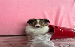 Shetland Sheepdog dogs for sale: Silas - Image 1