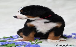 Bernese Mountain Dog dogs for sale: Maggie - Image 3