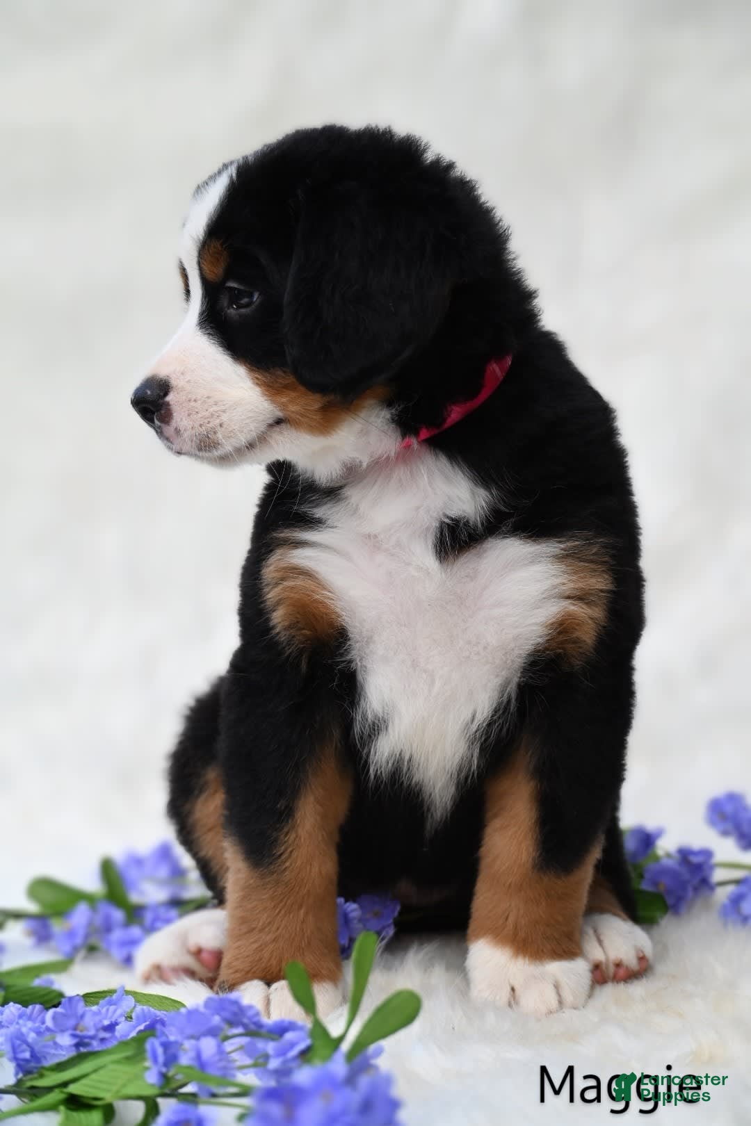 Bernese Mountain Dog dogs for sale: Maggie - Image 3